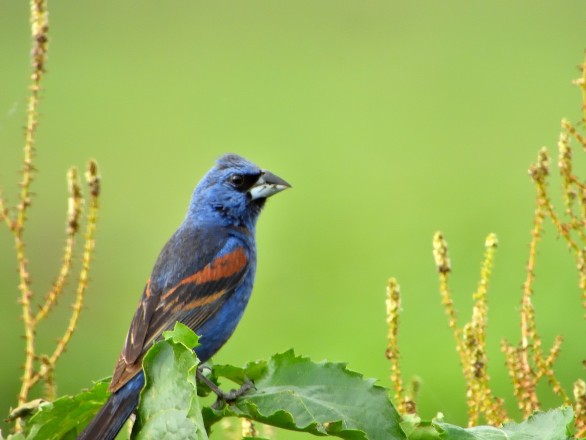 Blue Grosbeak - ML623047020