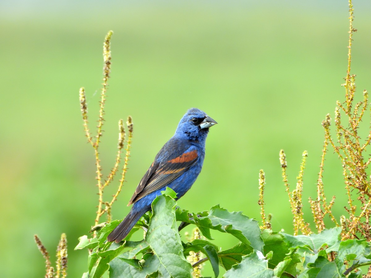 Blue Grosbeak - Isain Contreras