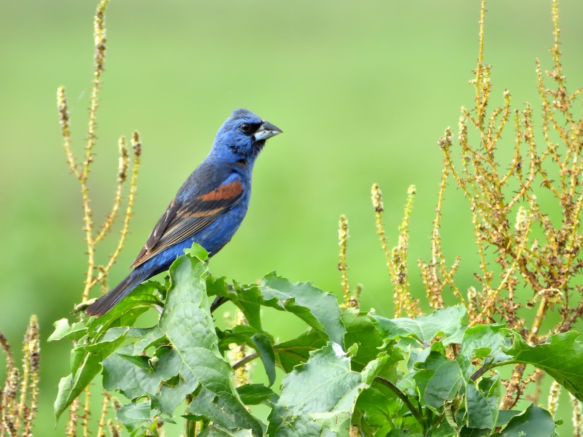 Blue Grosbeak - ML623047022