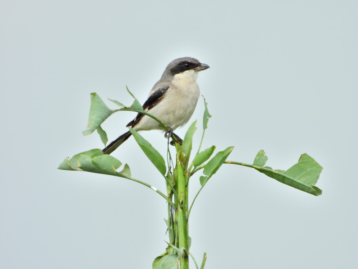 Loggerhead Shrike - ML623047027