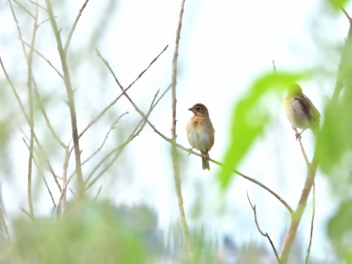 Dickcissel - Isain Contreras