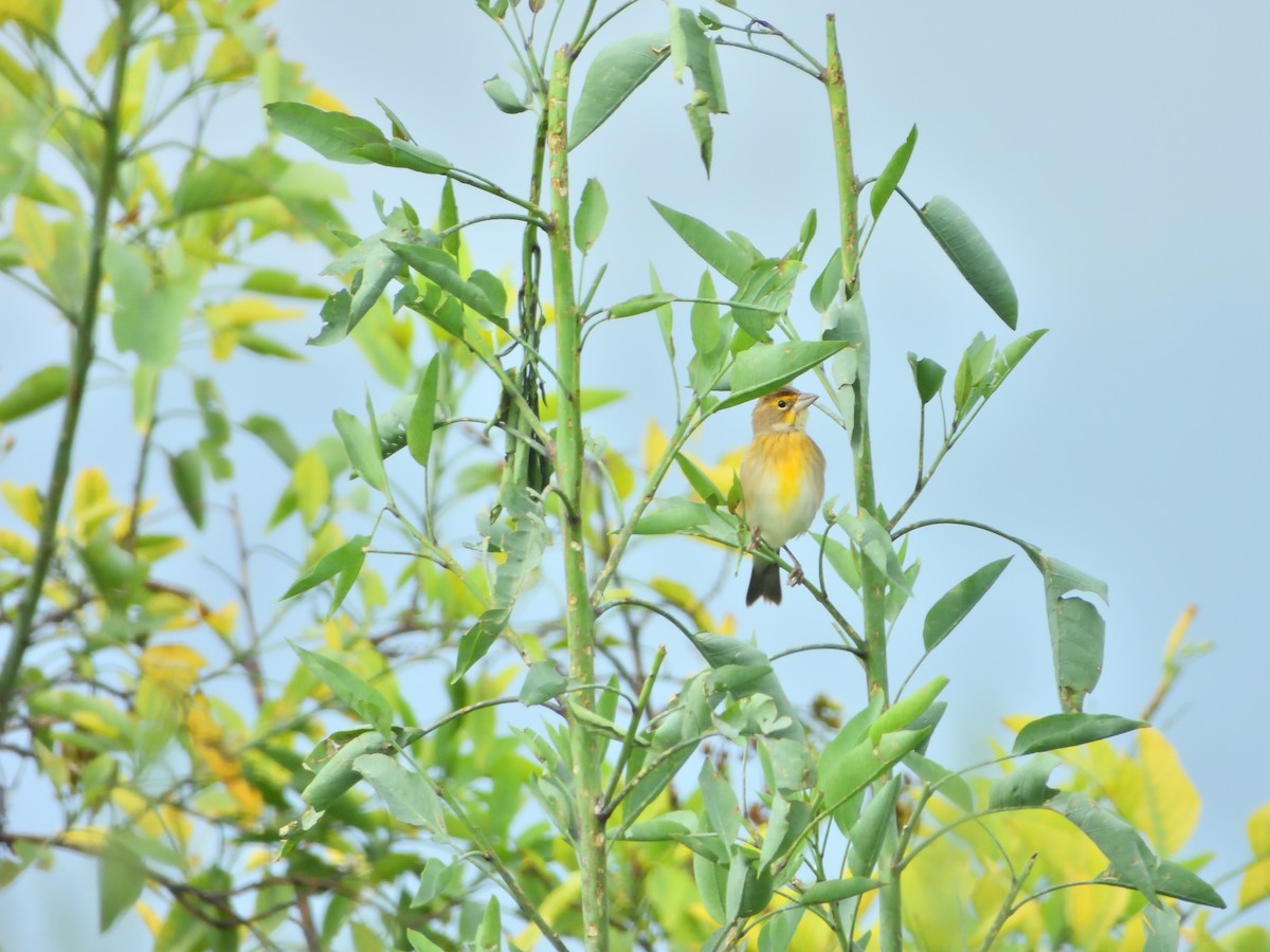 Dickcissel - ML623047040