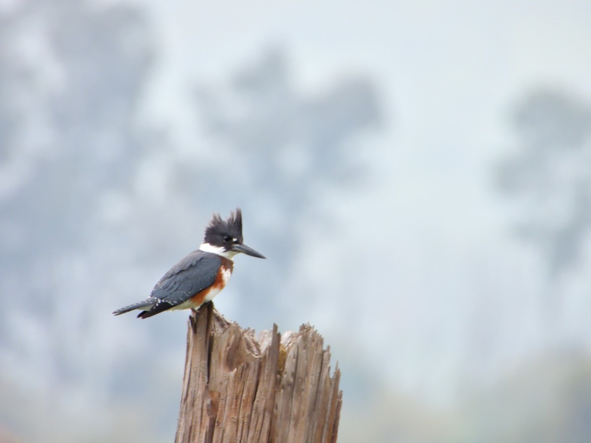 Belted Kingfisher - ML623047054