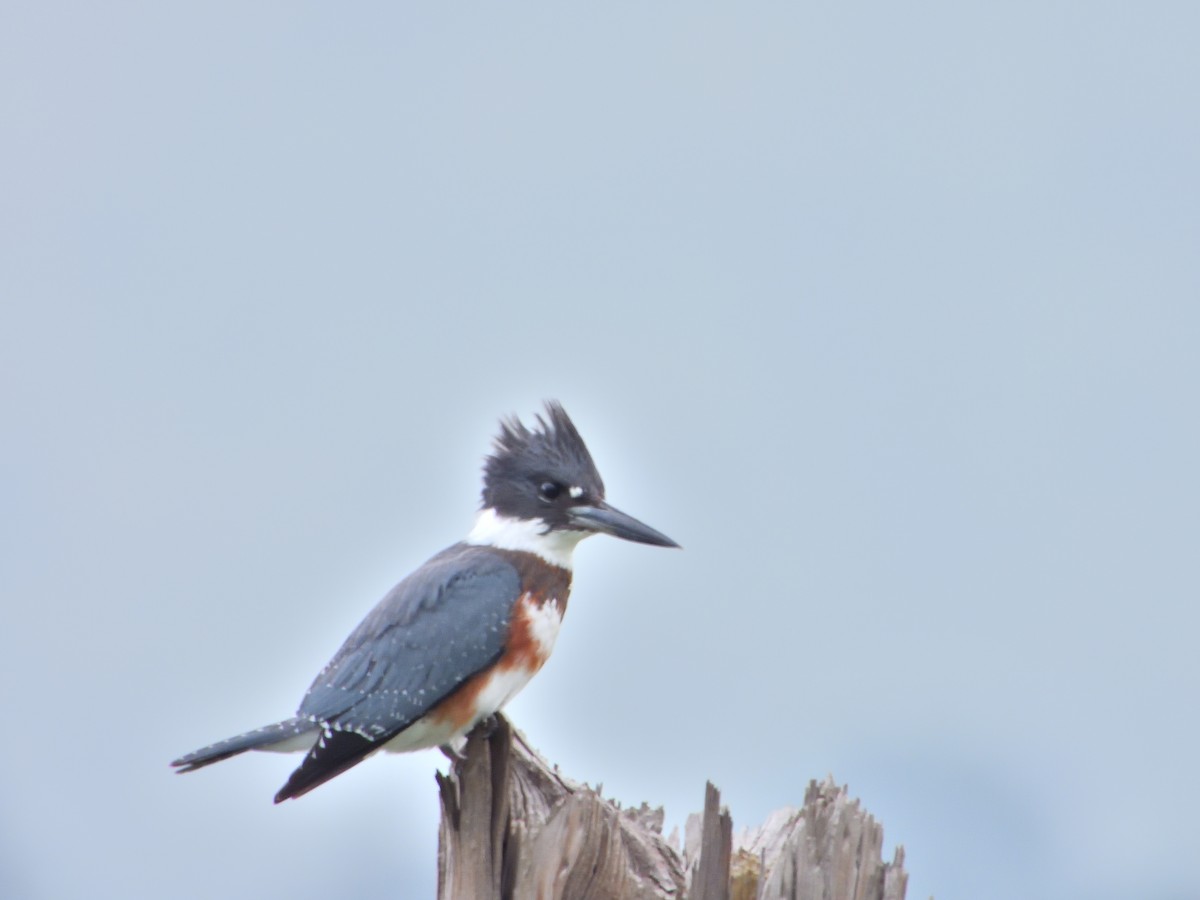 Belted Kingfisher - ML623047055