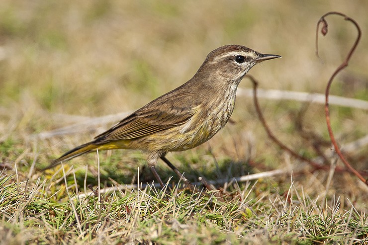 Palm Warbler - ML623047096