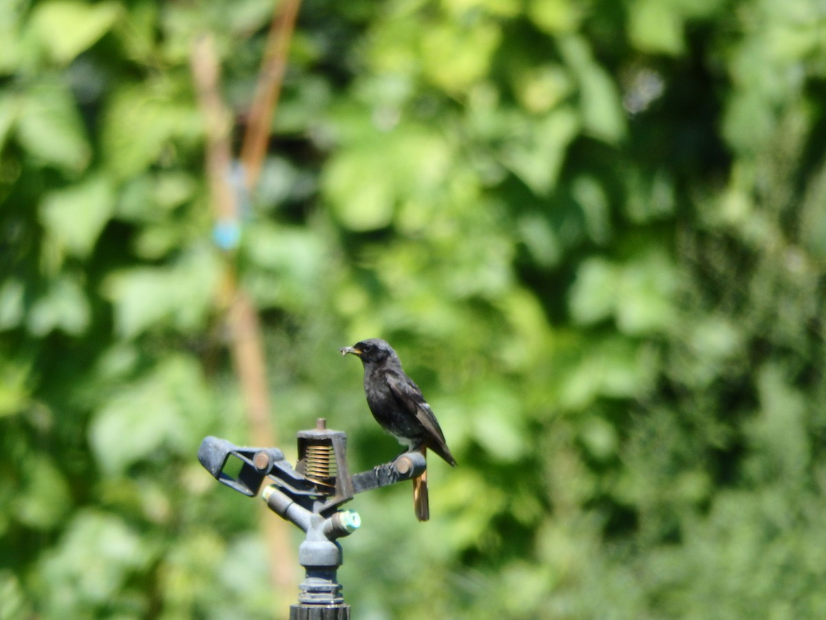 Black Redstart - ML623047111