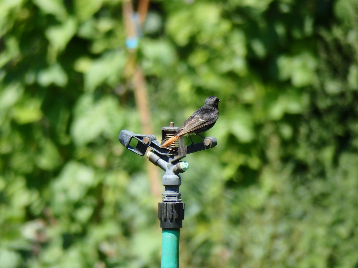 Black Redstart - ML623047112