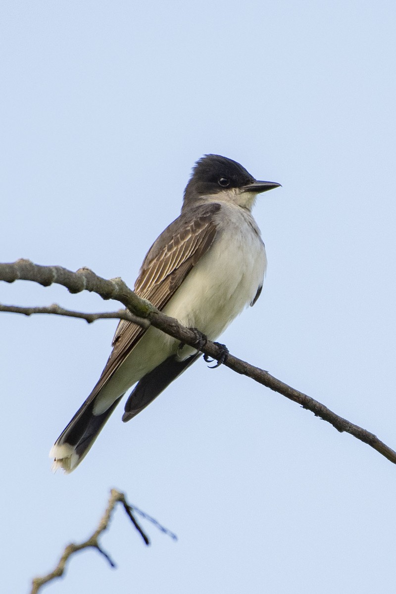 Eastern Kingbird - ML623047114
