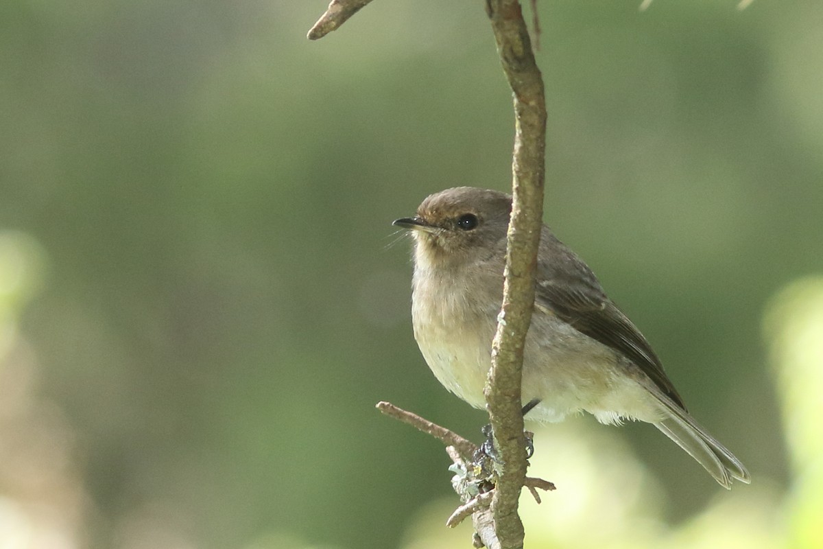 African Dusky Flycatcher - ML623047120