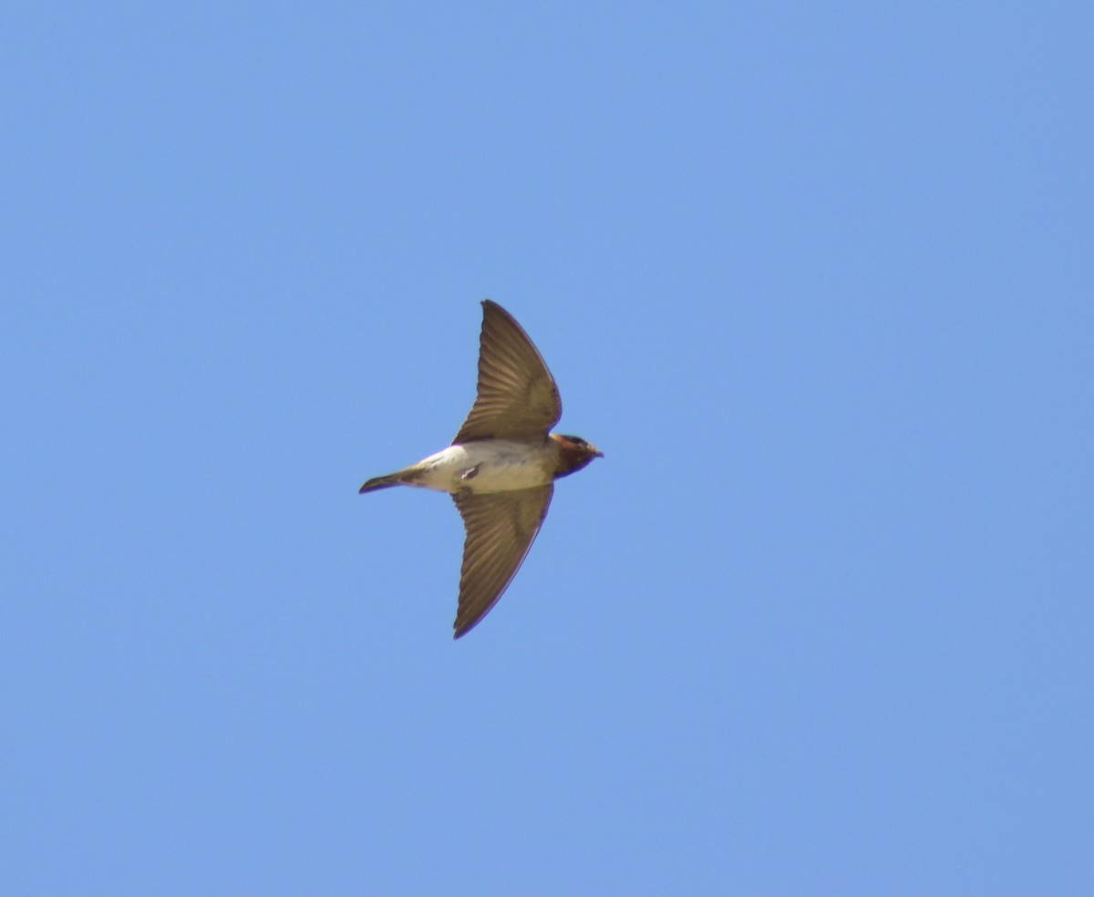 Cliff Swallow - Robert Tonge