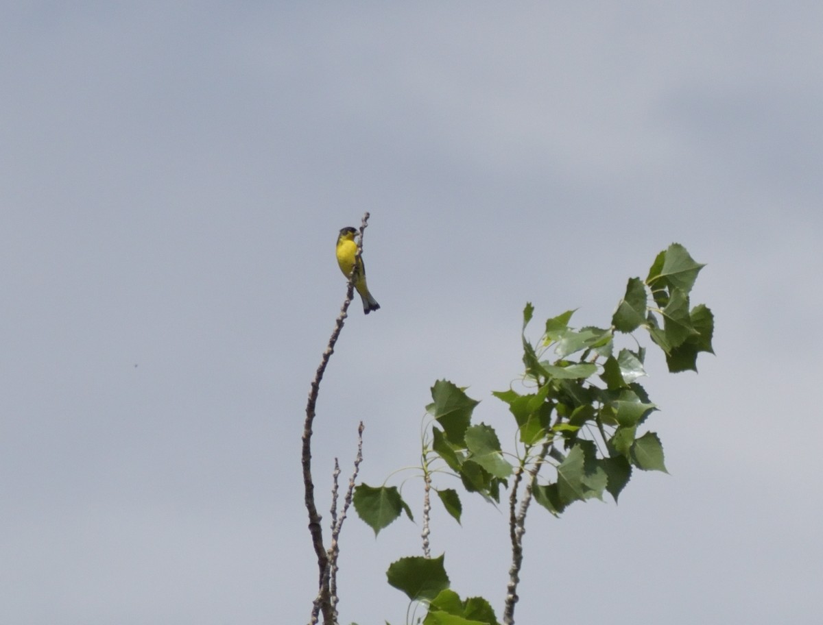 Lesser Goldfinch - ML623047133