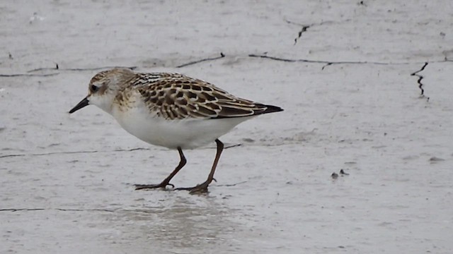 Semipalmated Sandpiper - ML623047144