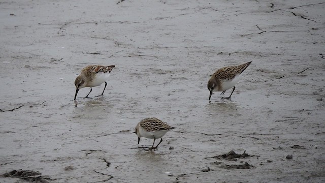 Western Sandpiper - ML623047149