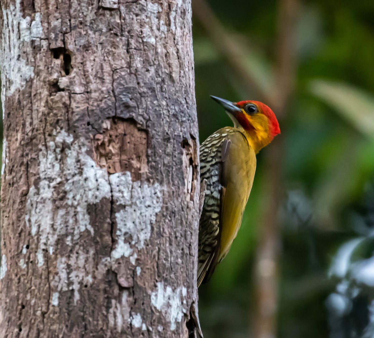 White-throated Woodpecker - ML623047151