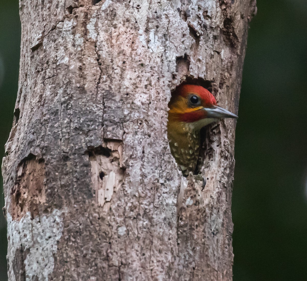 White-throated Woodpecker - Ron Hoff Dollyann Myers