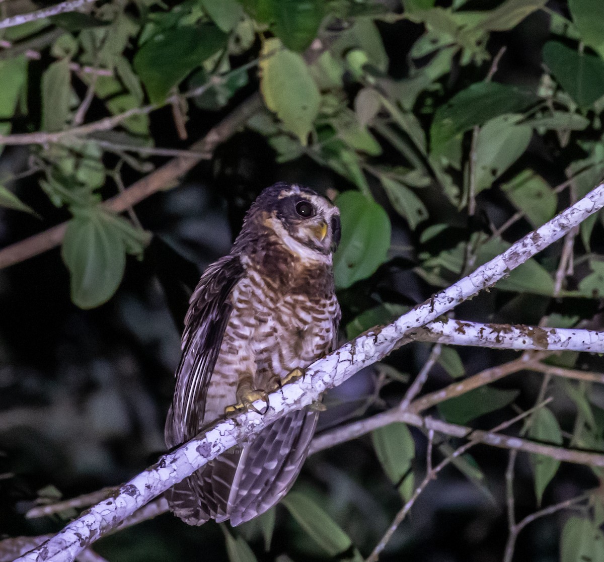 Band-bellied Owl - ML623047156