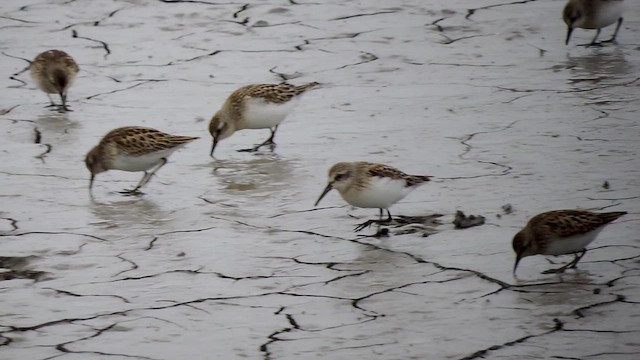 Western Sandpiper - ML623047157