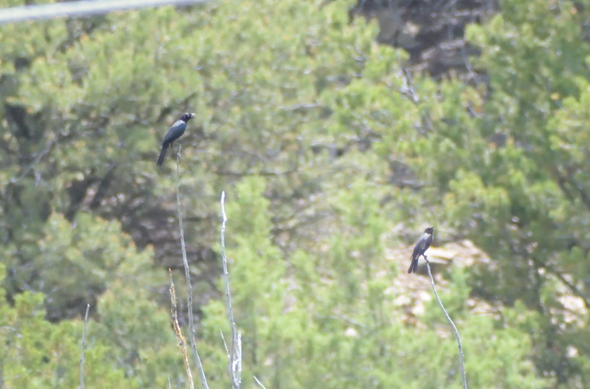 Brewer's Blackbird - ML623047161