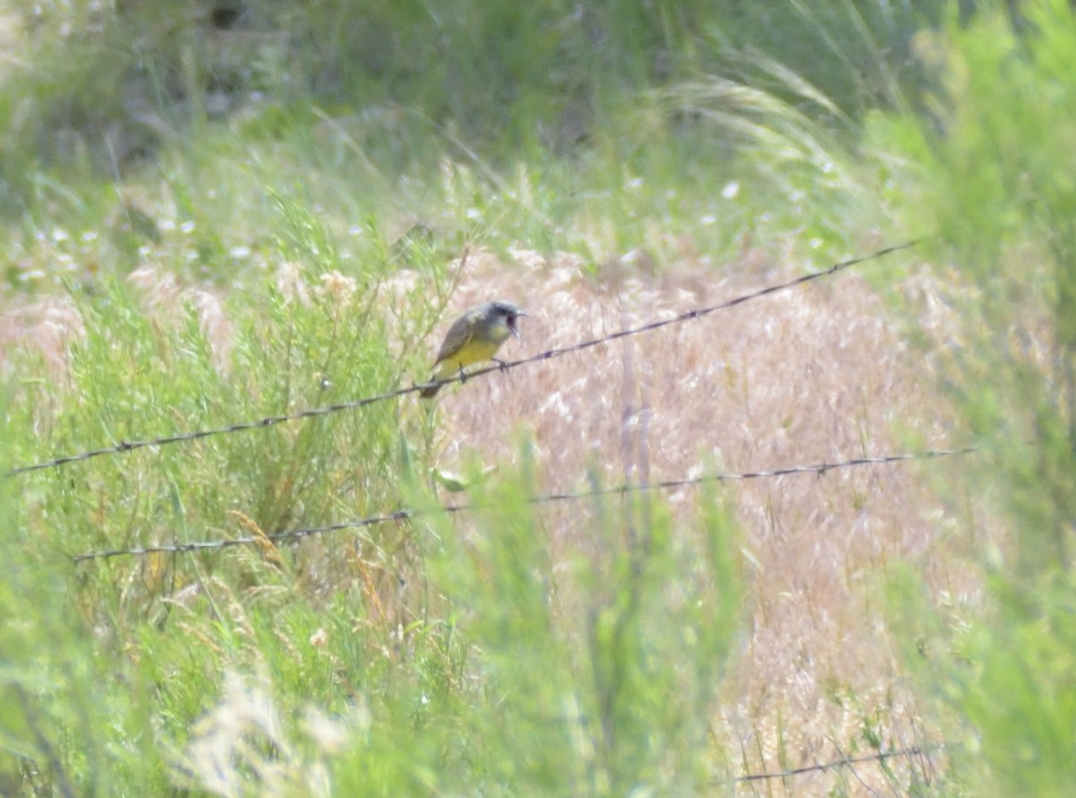 Western Kingbird - ML623047179