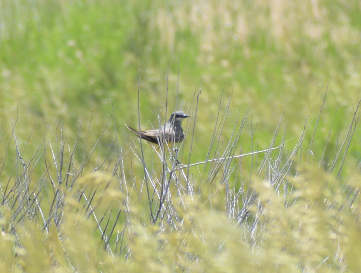 Cassin's Kingbird - ML623047193