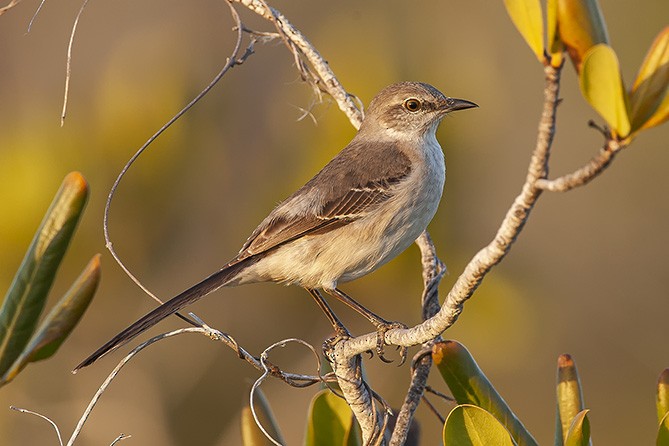 Northern Mockingbird - ML623047237