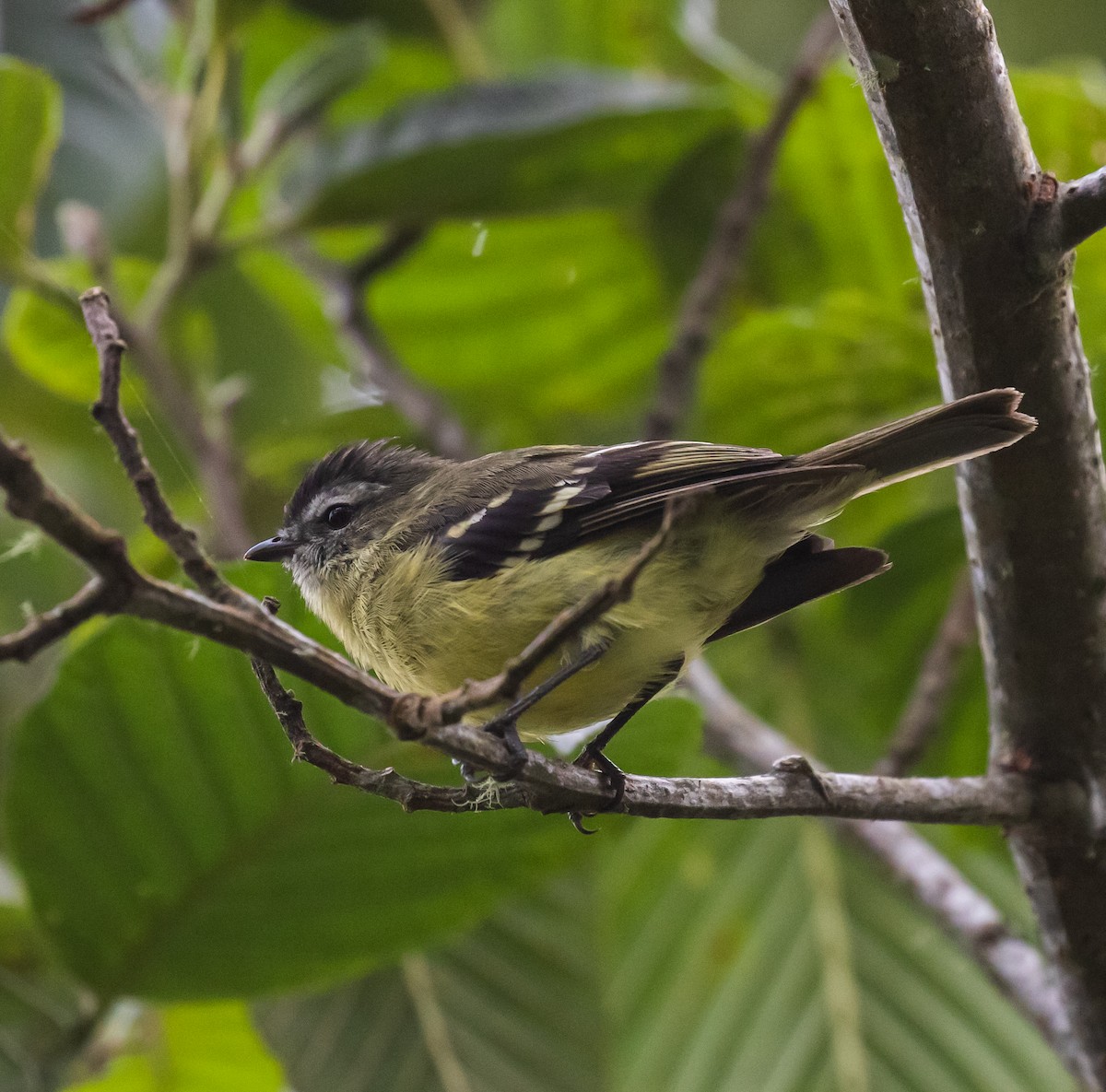 Black-capped Tyrannulet - ML623047259