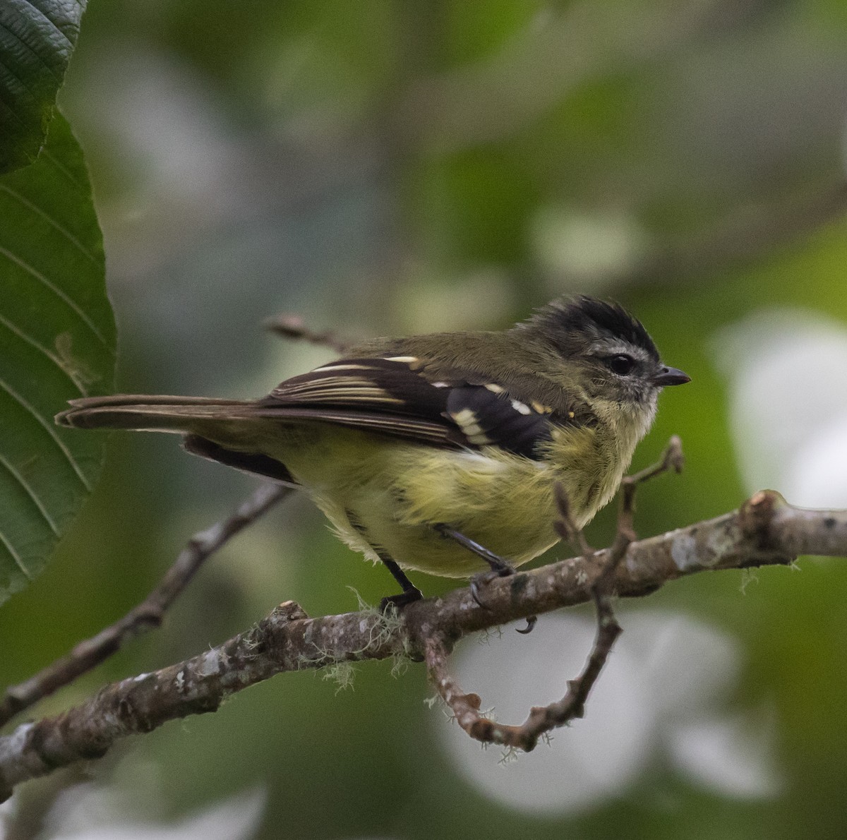 Black-capped Tyrannulet - ML623047262