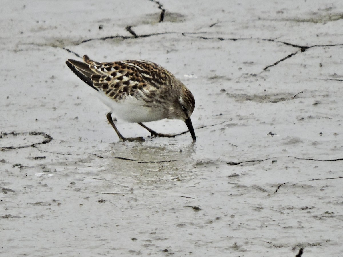 Least Sandpiper - ML623047269