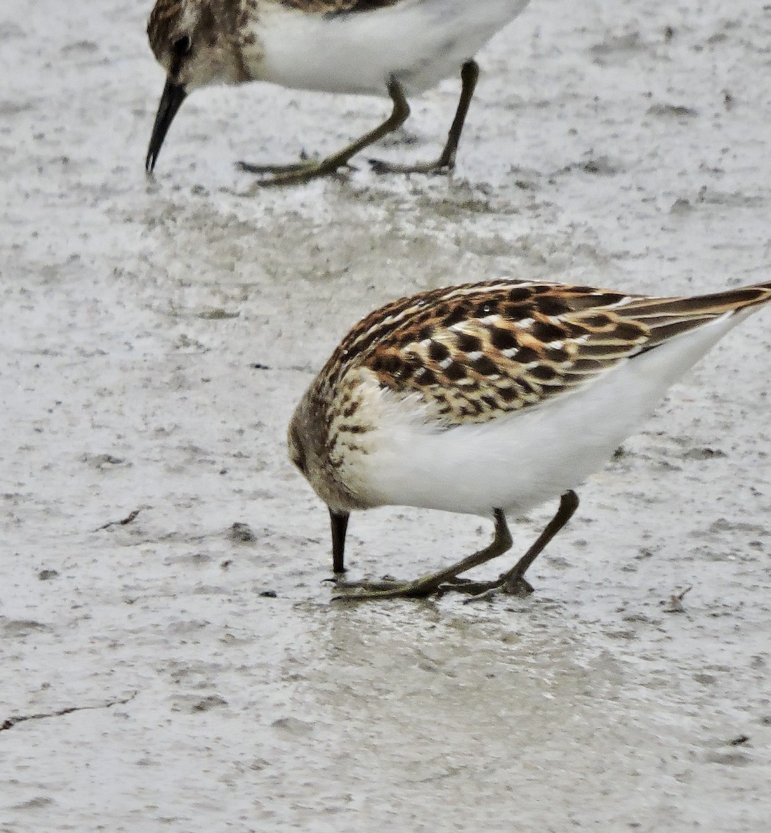 Least Sandpiper - ML623047273