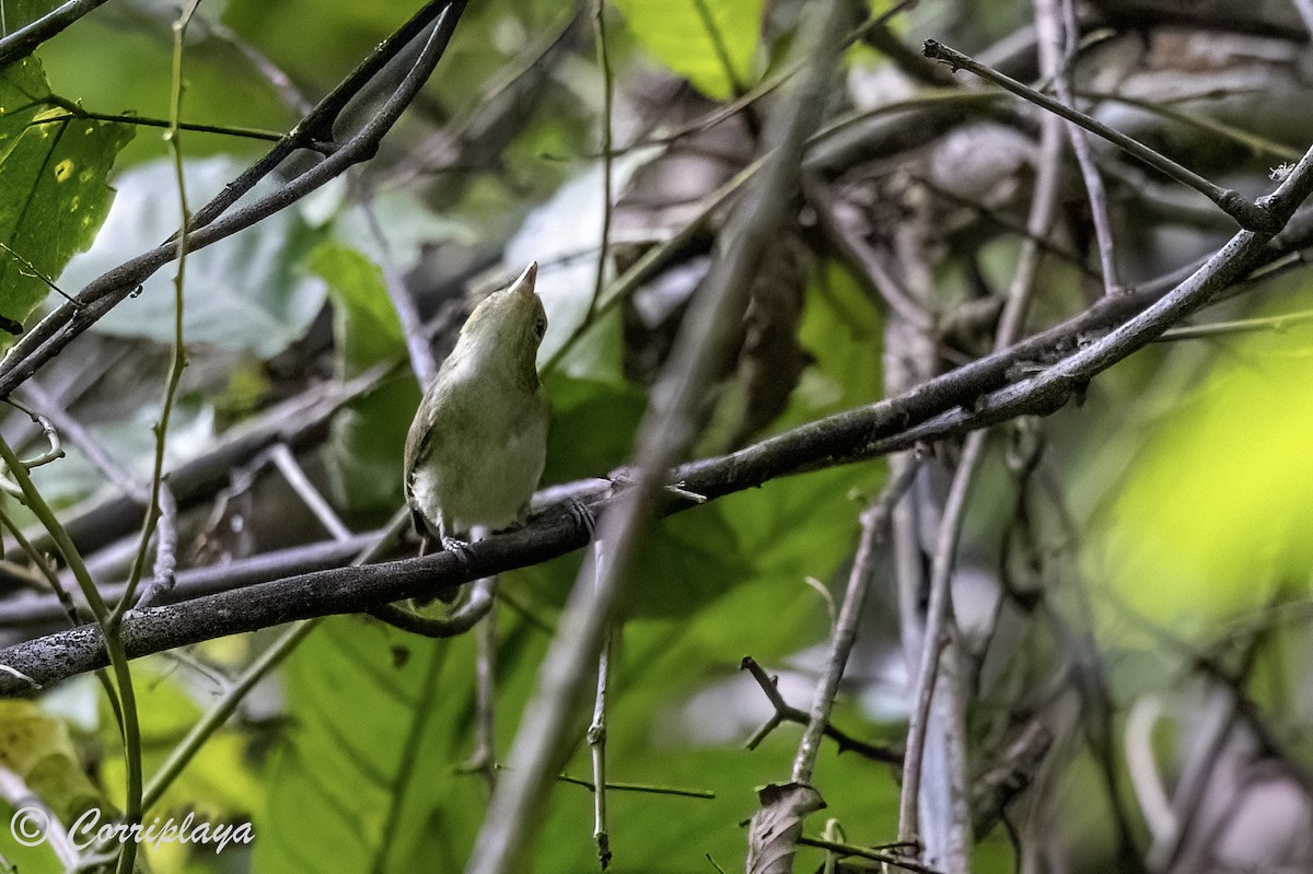 Yellow-bellied Gerygone - ML623047310