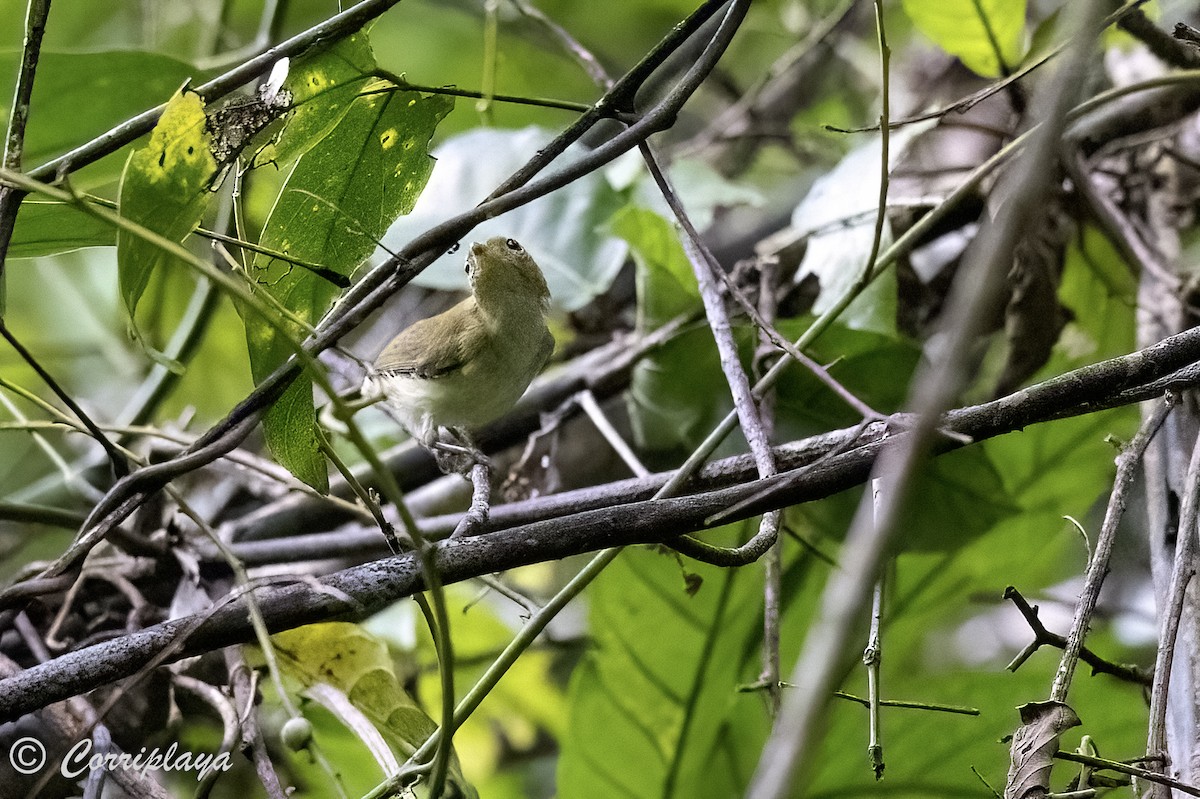 Yellow-bellied Gerygone - ML623047311