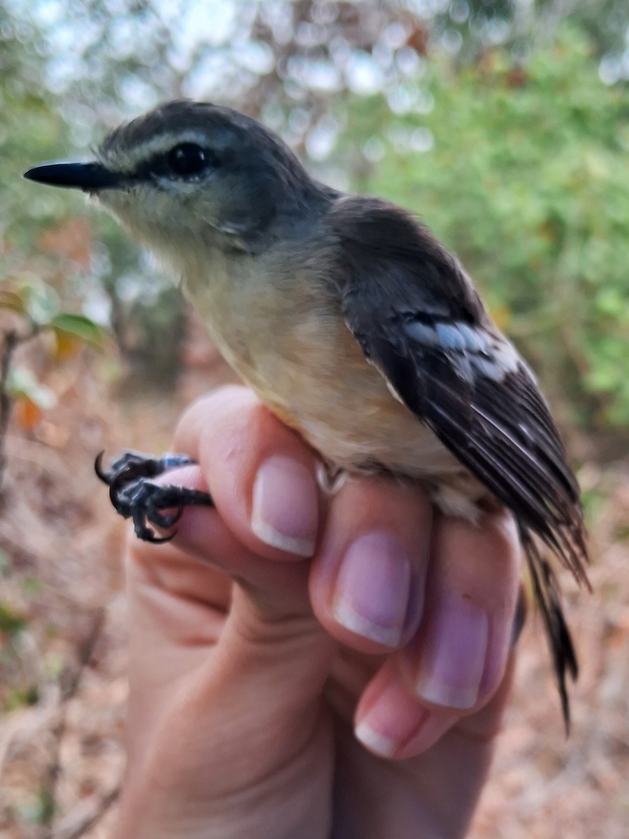 Bahia Wagtail-Tyrant - ML623047313