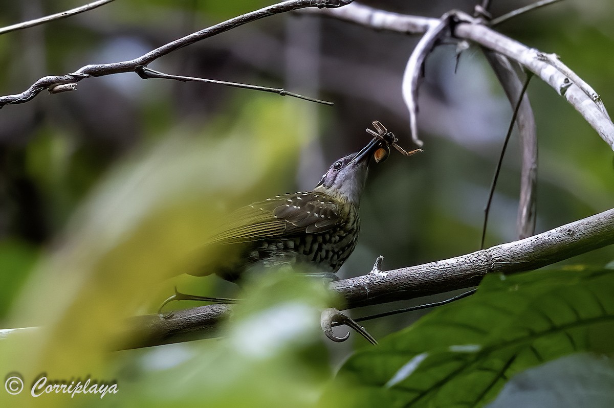 Spotted Honeyeater - ML623047318