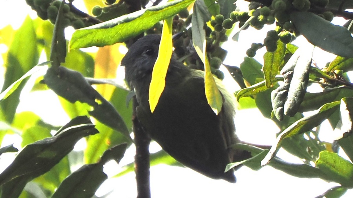 Streak-necked Flycatcher - ML623047406