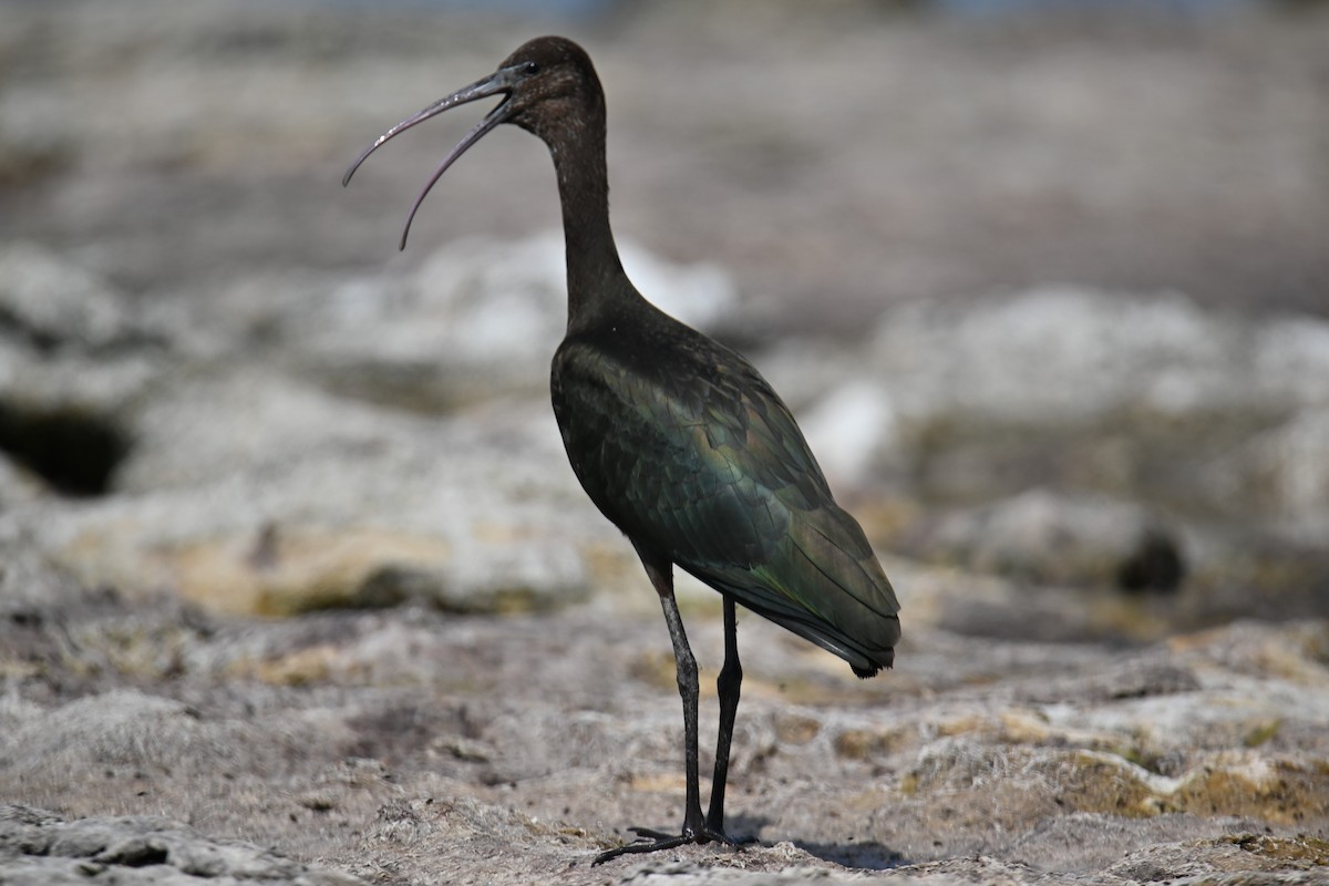 ibis hnědý - ML623047417