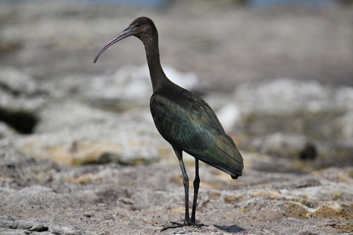 ibis hnědý - ML623047418