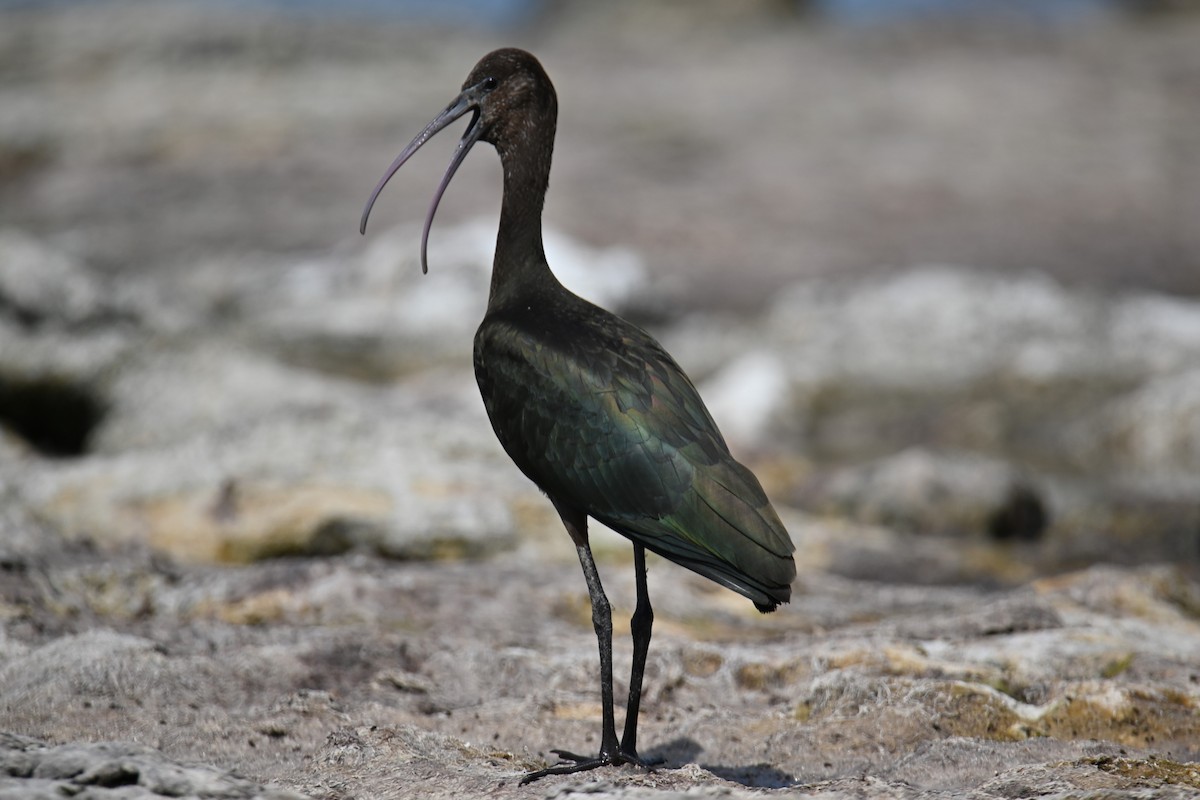 ibis hnědý - ML623047420