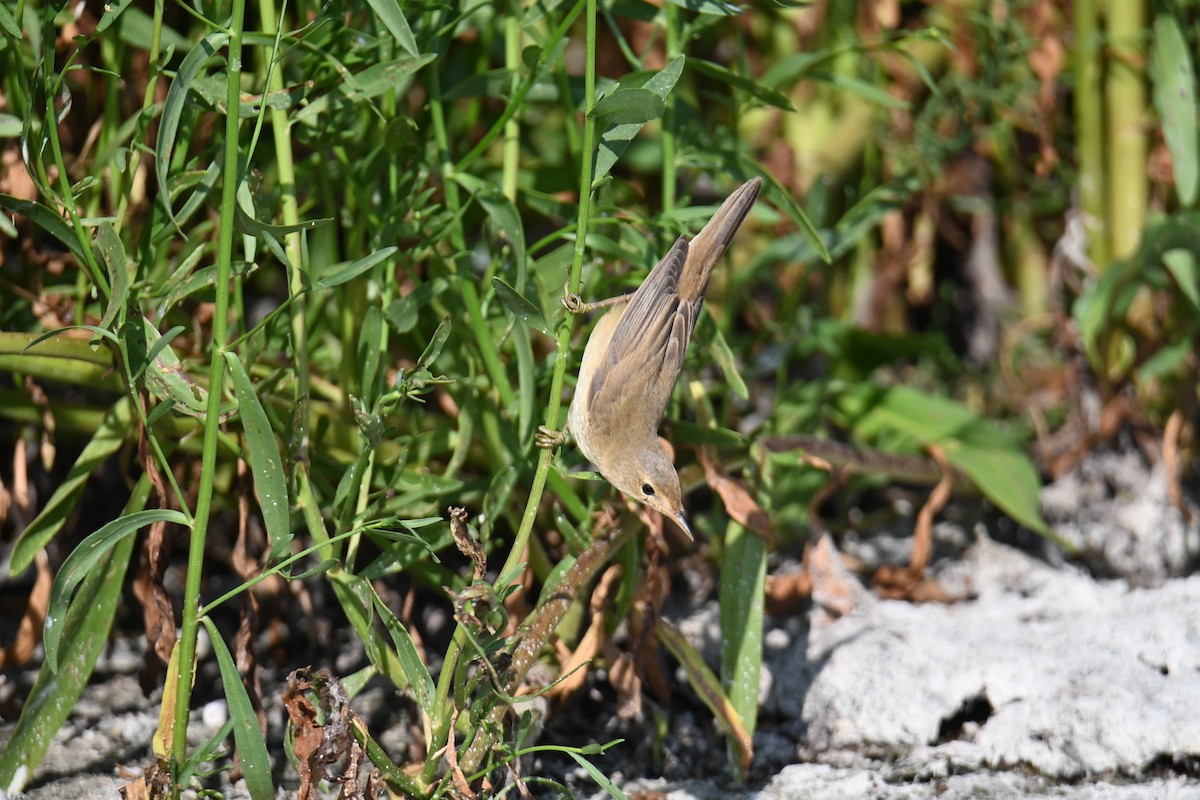 Common Reed Warbler - Kenzhegul Qanatbek