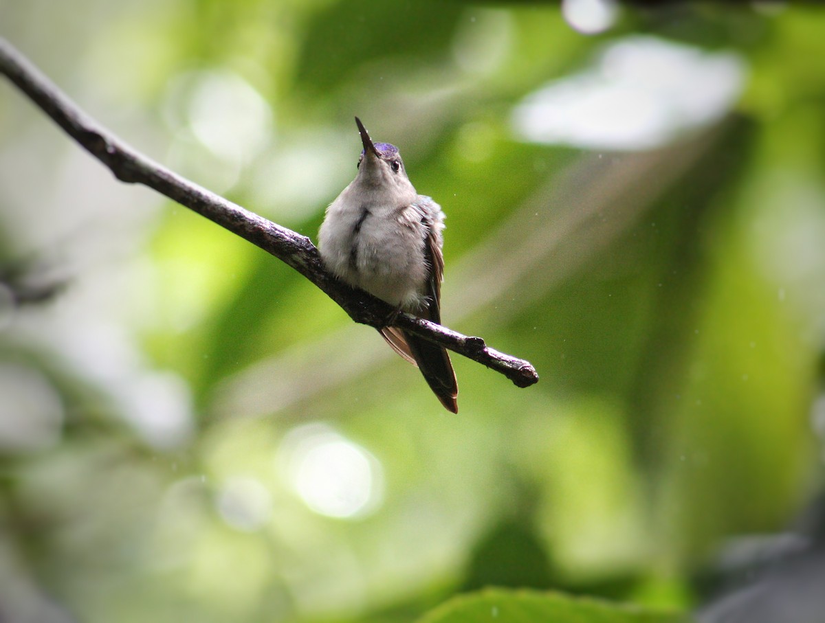 Wedge-tailed Sabrewing - Walter Williams