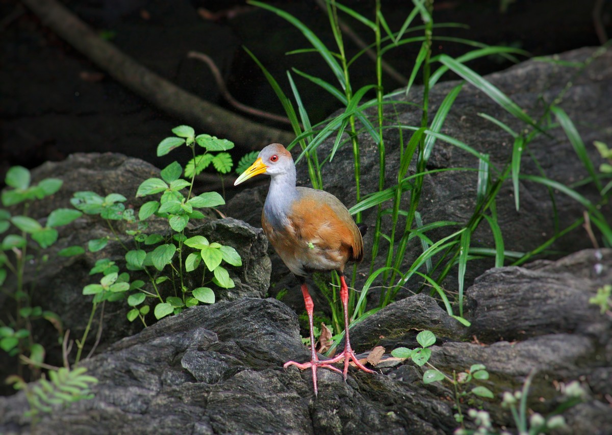 Russet-naped Wood-Rail - ML623047446