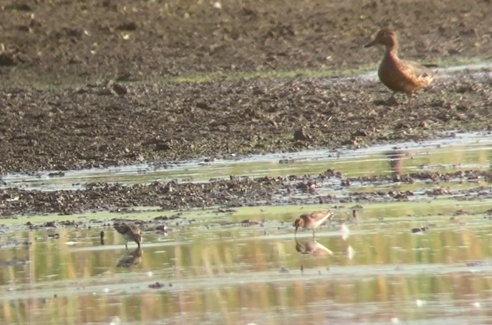 White-rumped Sandpiper - ML623047449