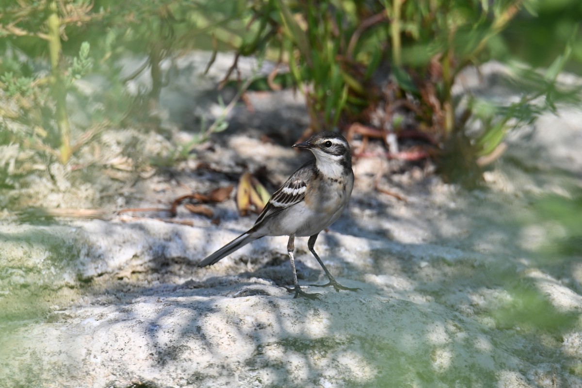 Western Yellow Wagtail - Kenzhegul Qanatbek