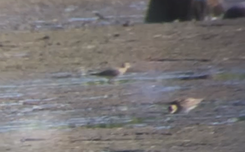 Buff-breasted Sandpiper - ML623047459