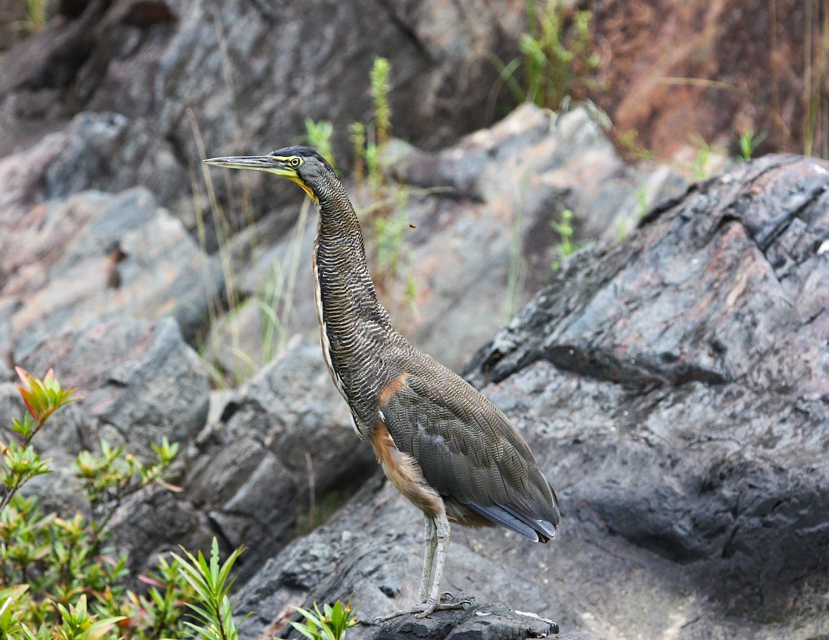 Bare-throated Tiger-Heron - ML623047484