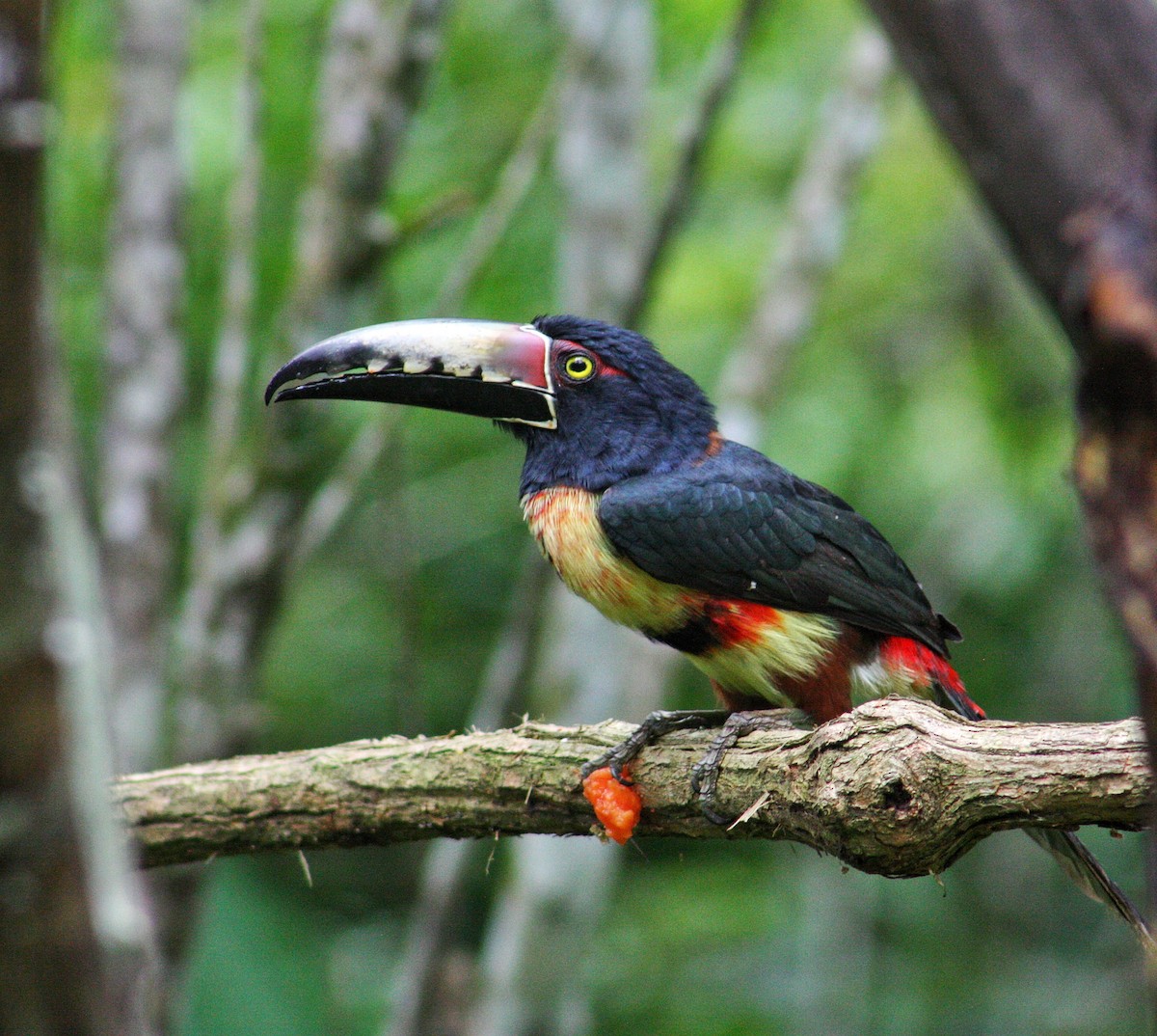 Collared Aracari - ML623047491