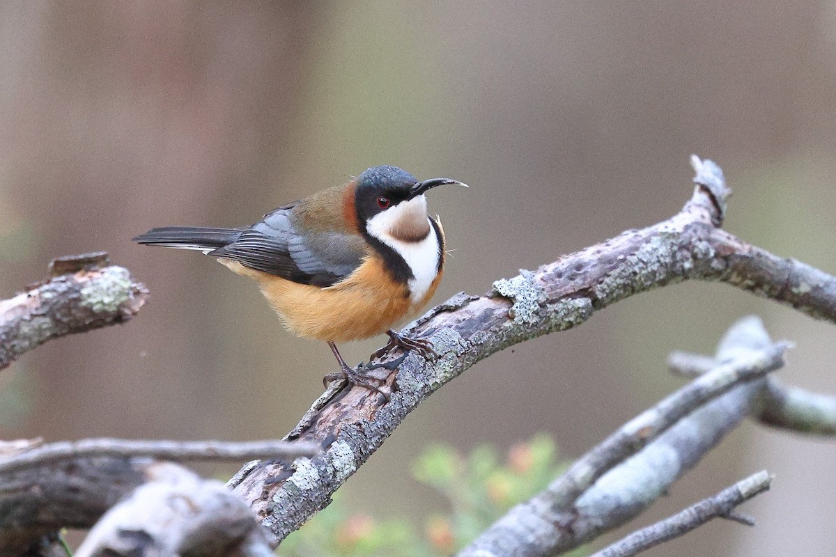 Eastern Spinebill - ML623047493