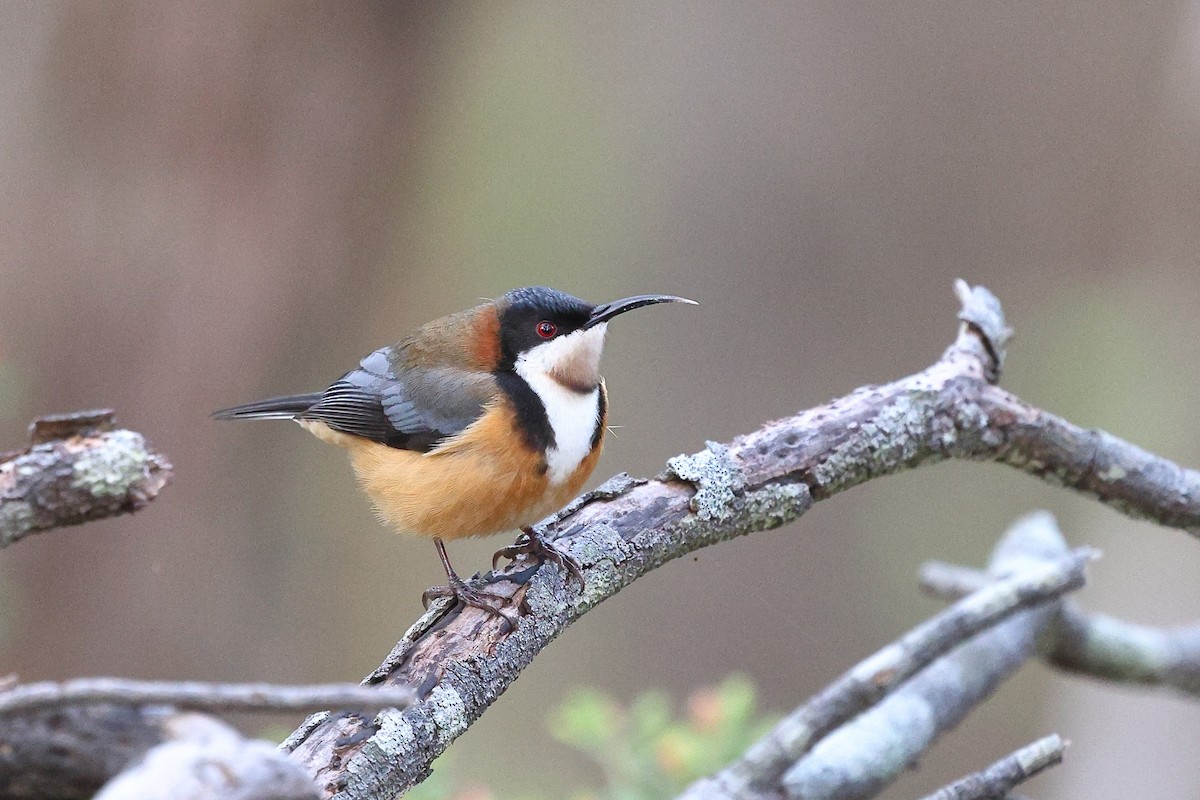 Eastern Spinebill - ML623047494