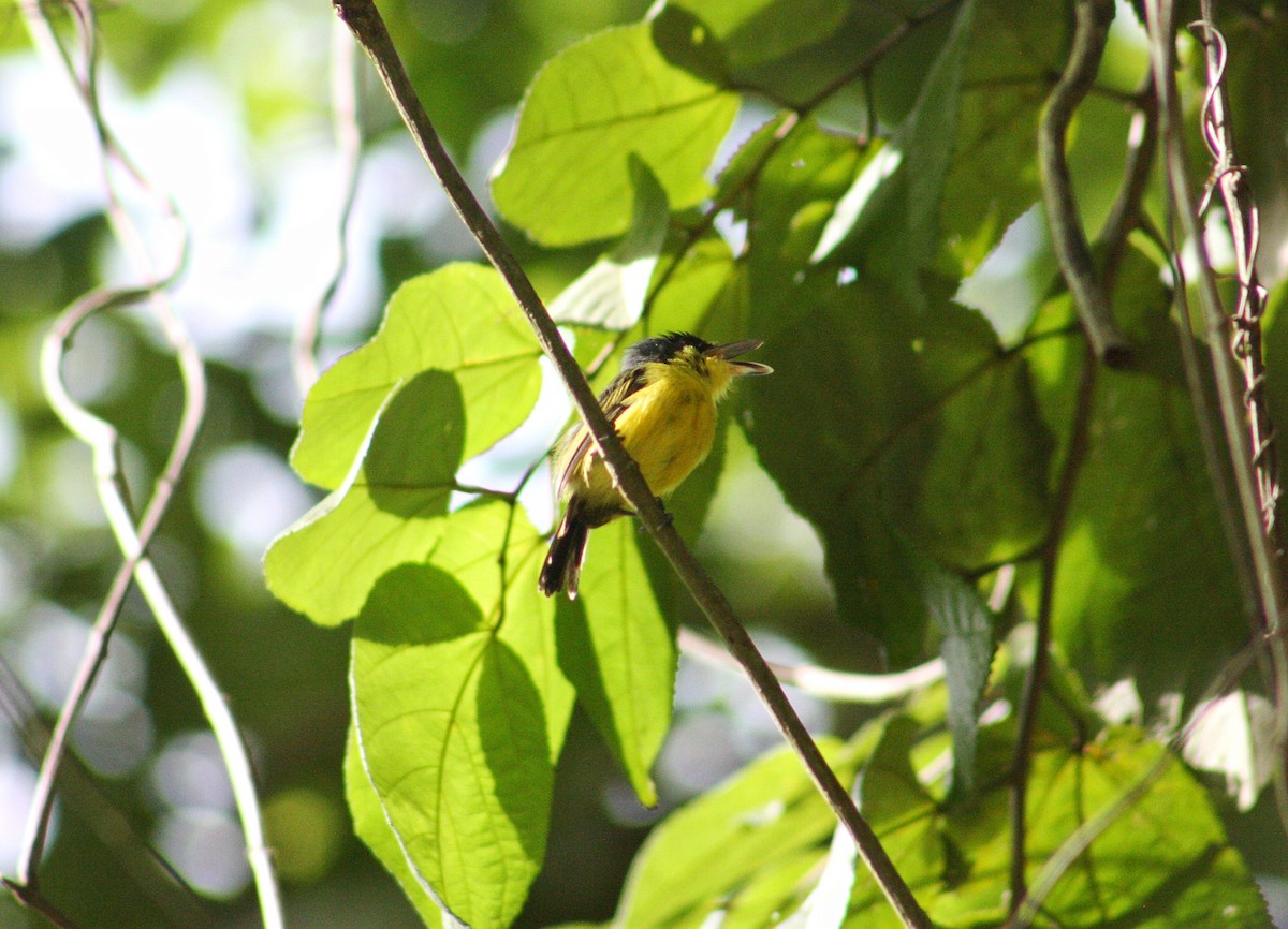 Common Tody-Flycatcher - ML623047506