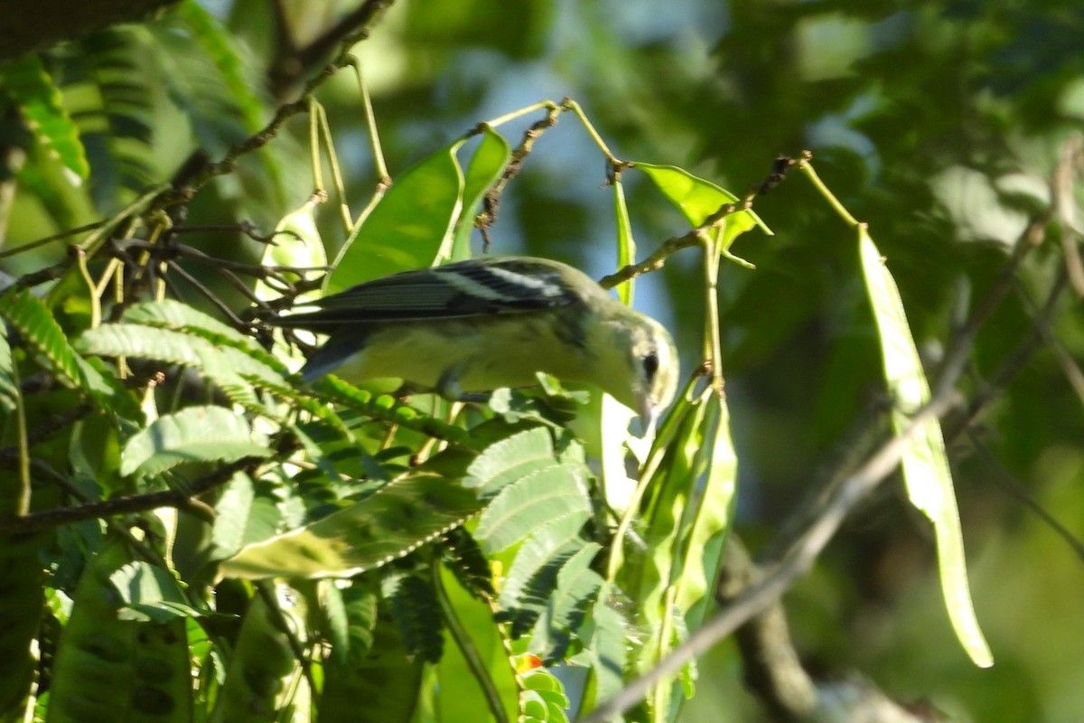 Cerulean Warbler - ML623047507