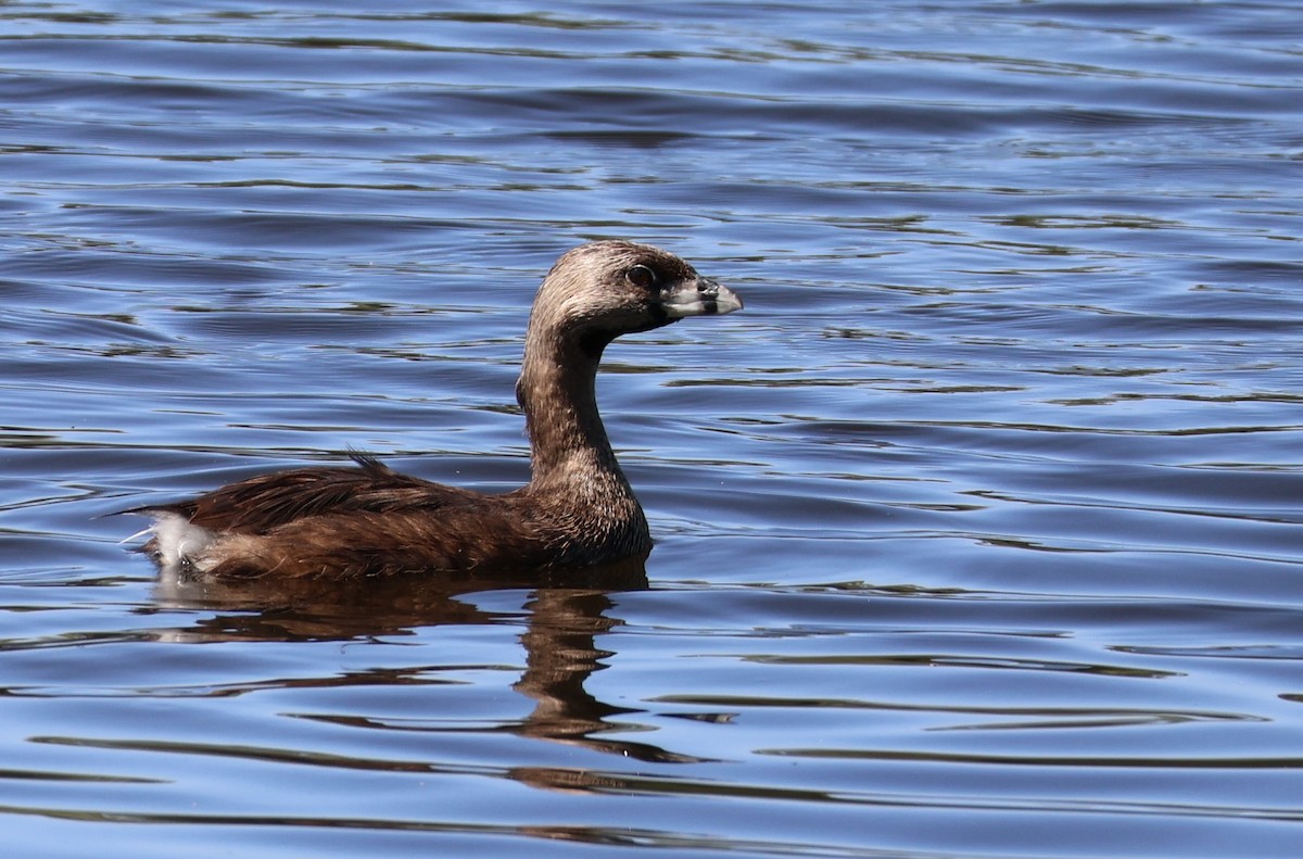 Pied-billed Grebe - ML623047517